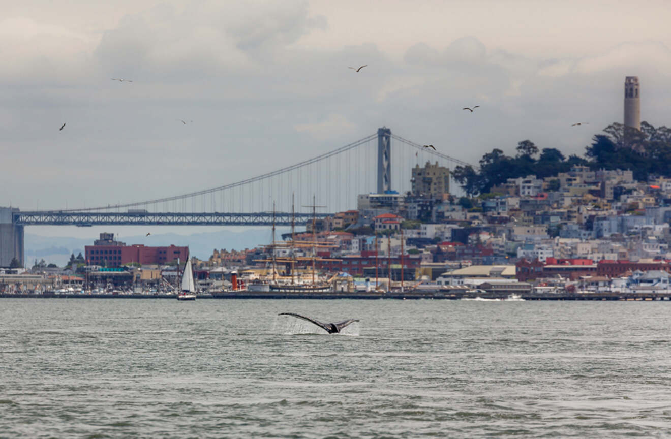 whale's tail coming out the water in San Francisco