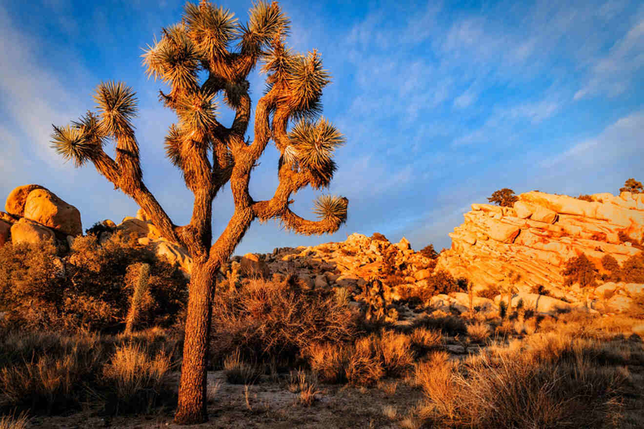 joshua tree