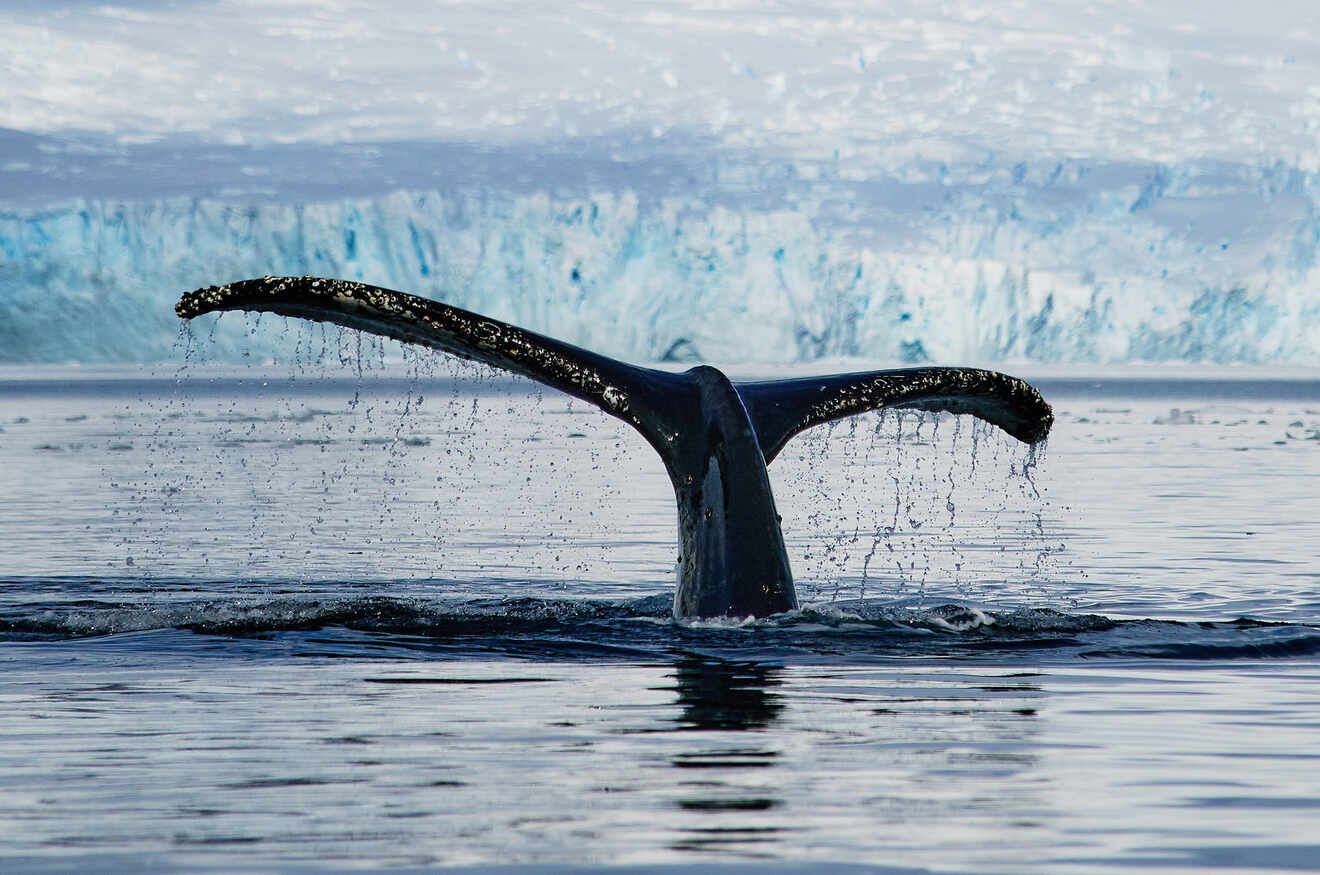 Whale tail