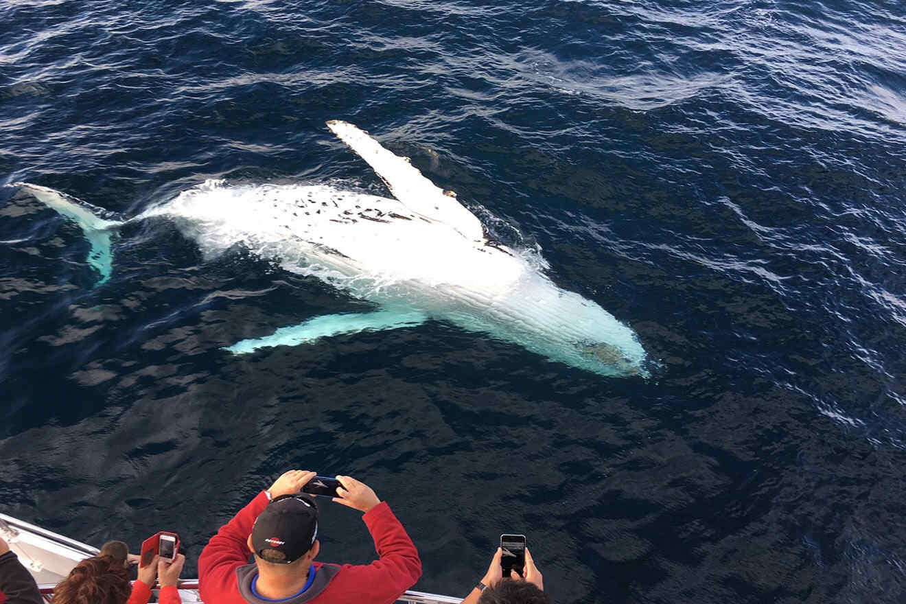 people taking photos of a whale