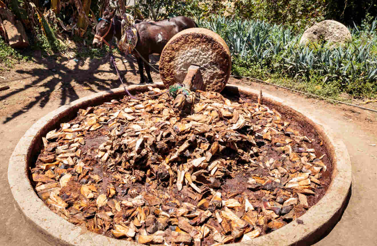 A donkey grinding agave fruit