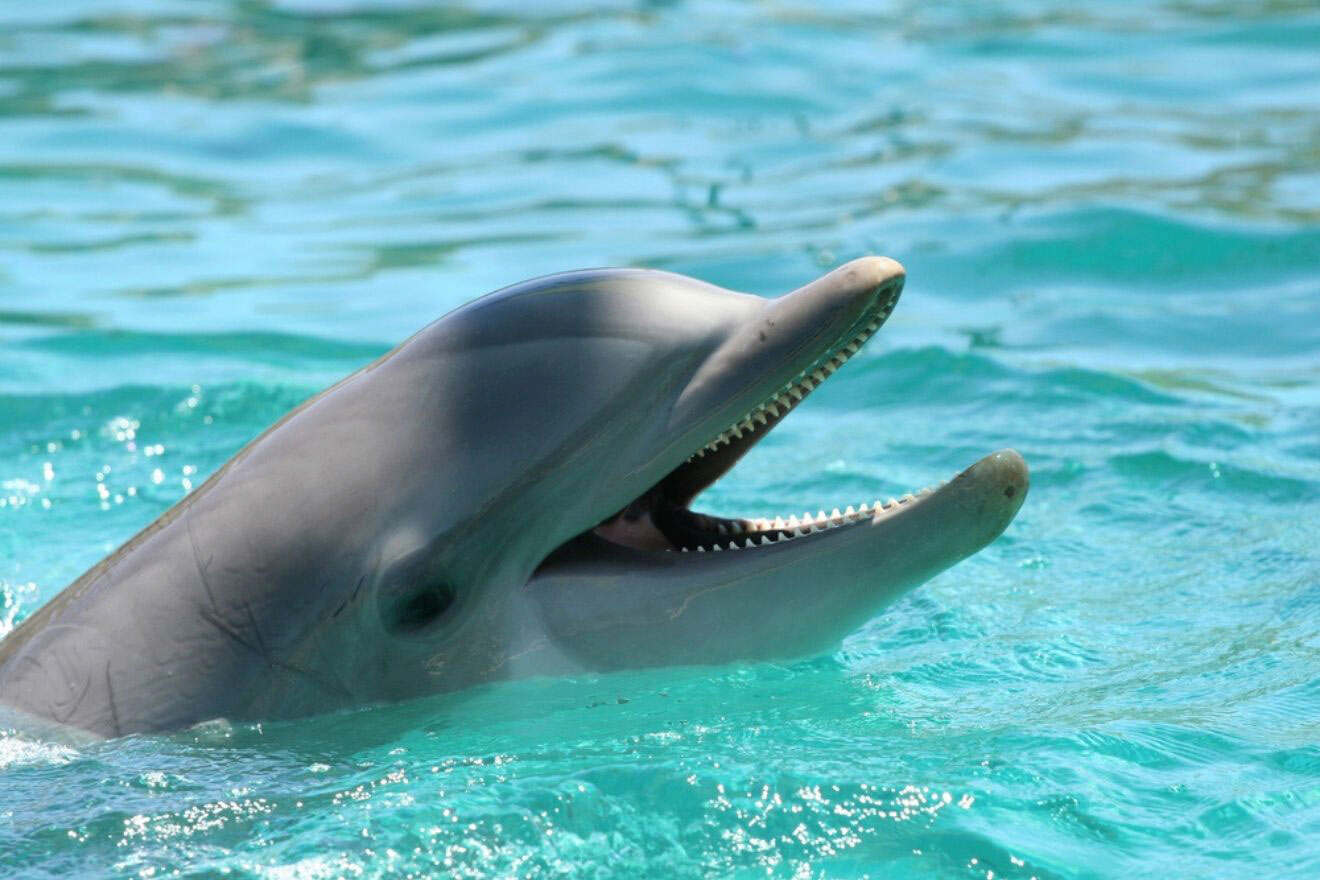 dolphin in the water