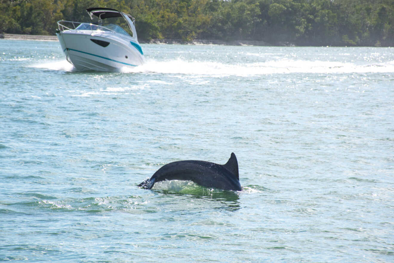 Dolphin jumping in the water with a speedboat in the background