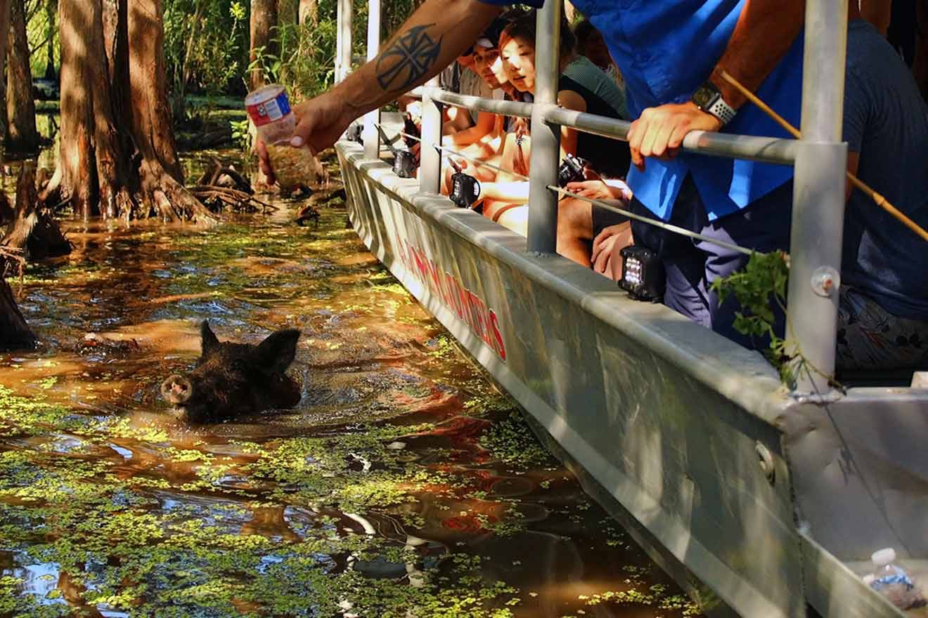 A wild boar swimming in a swamp next to an airboat