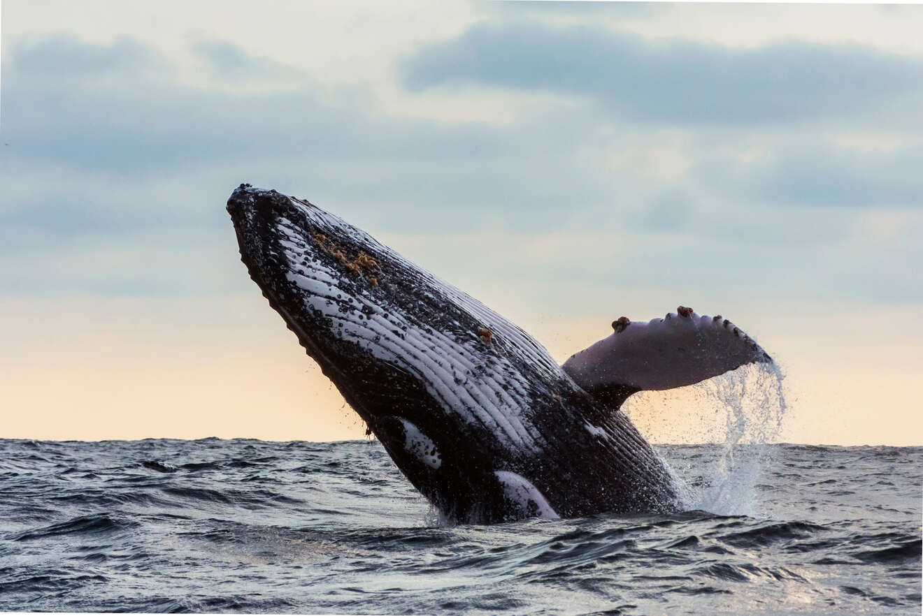 Whale emerging from the water