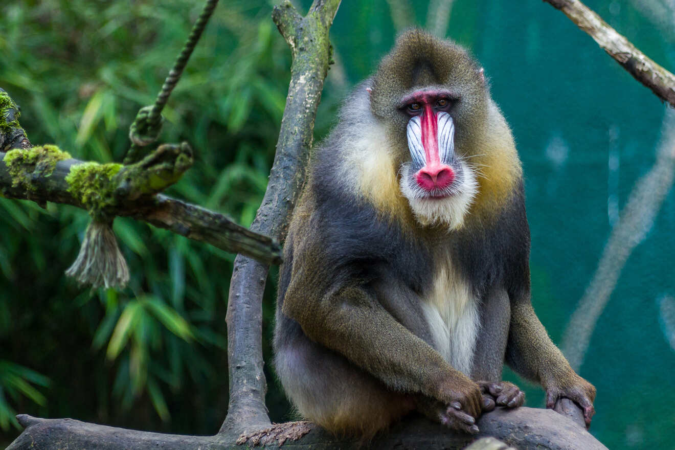 Monkey sitting  on a branch 