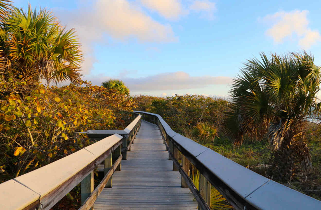 boardwalk among lush bushes