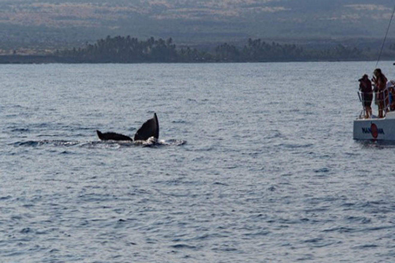 whale watching in Hawaii