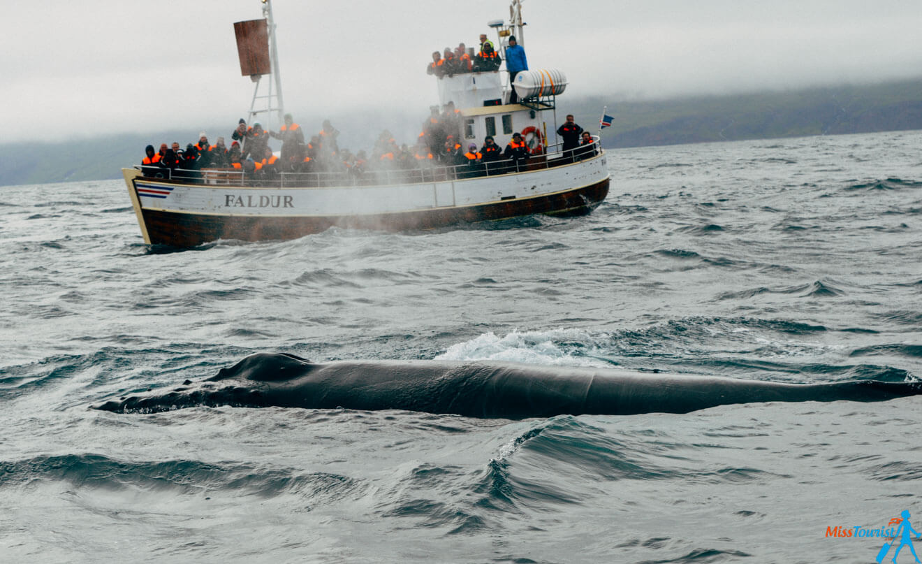 whale watching boat tour on the water