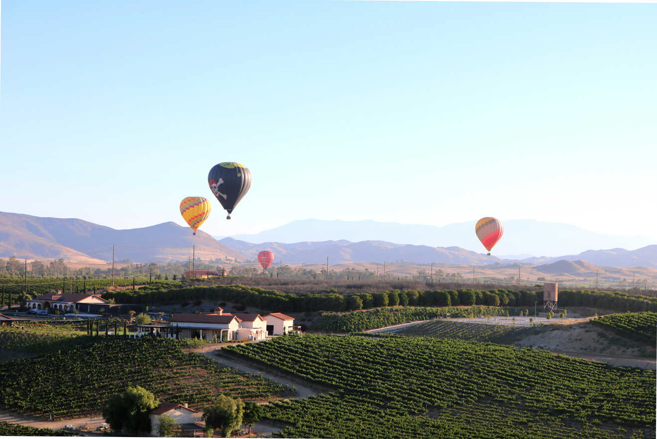 Hot air balloons over vineyard