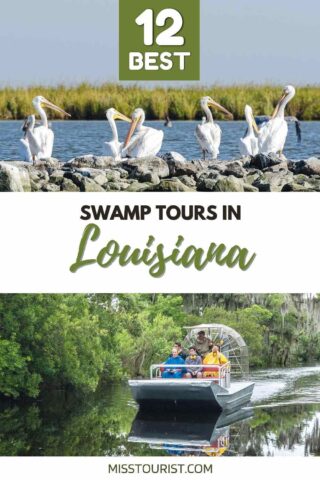 airboat and seagulls 