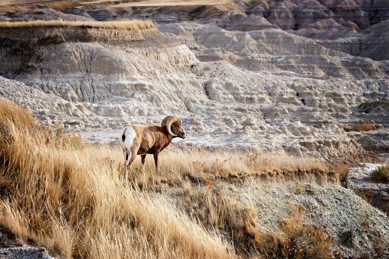 Bighorn Sheep with large curving horns in Badlands National Park