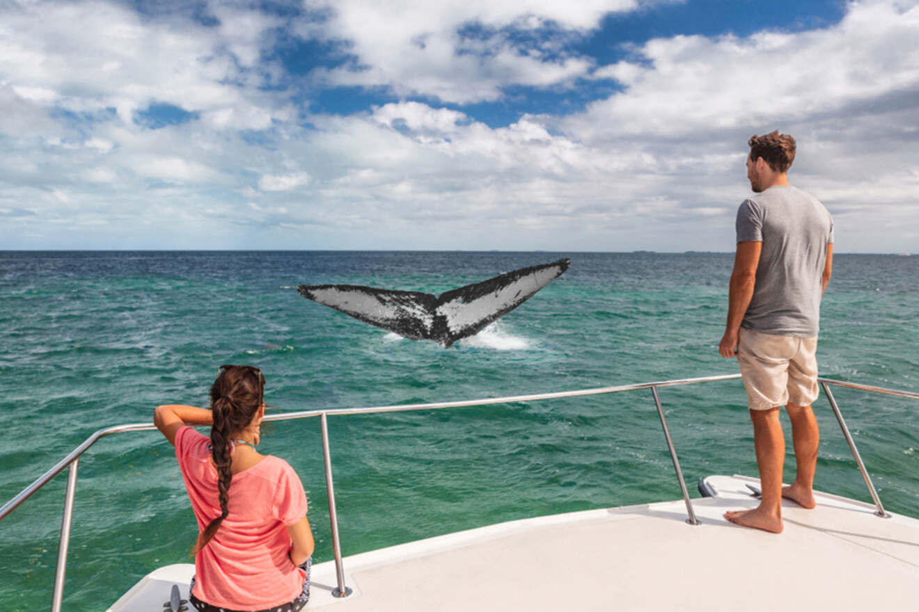 couple on a boat watching a whale