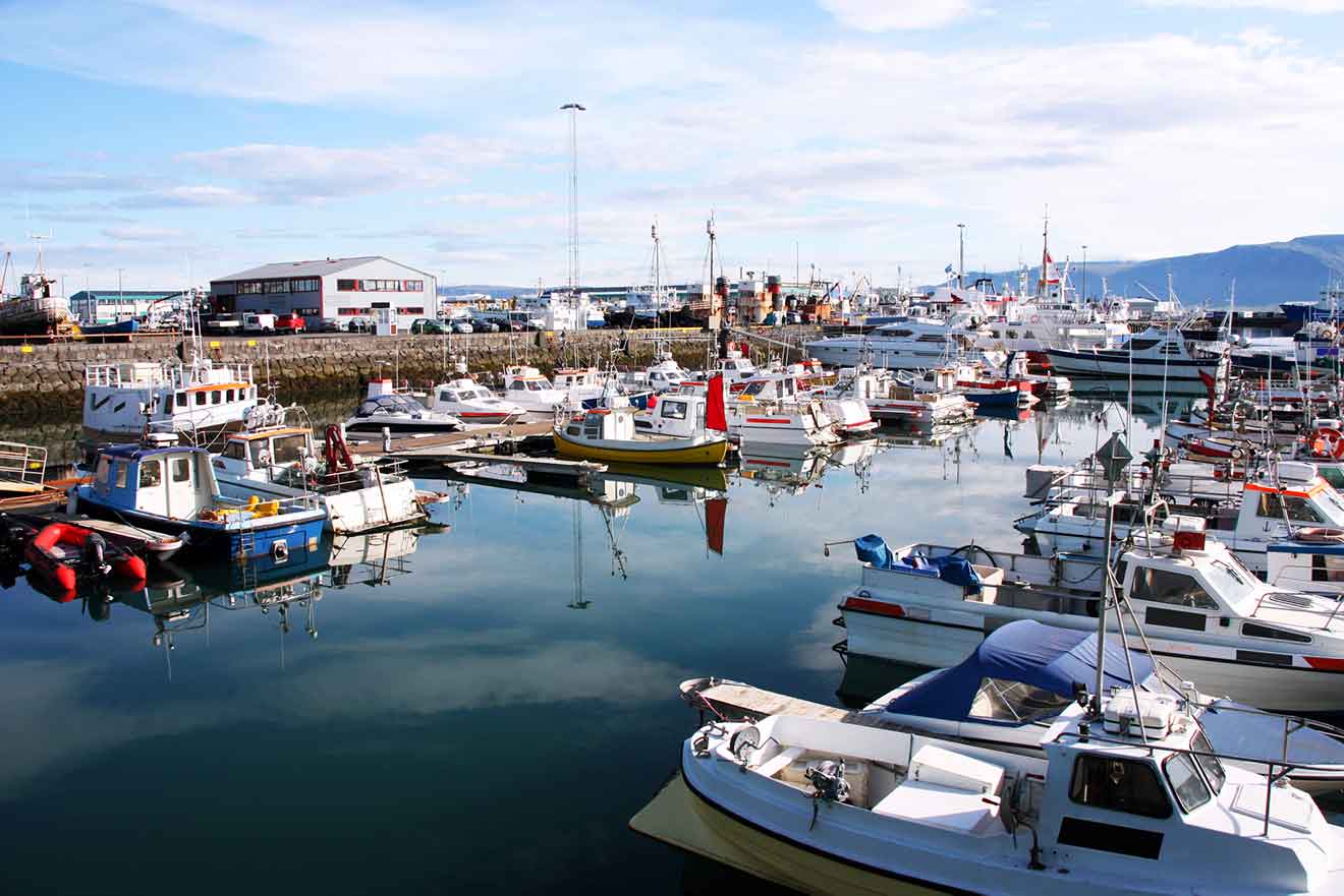 boats on a marina