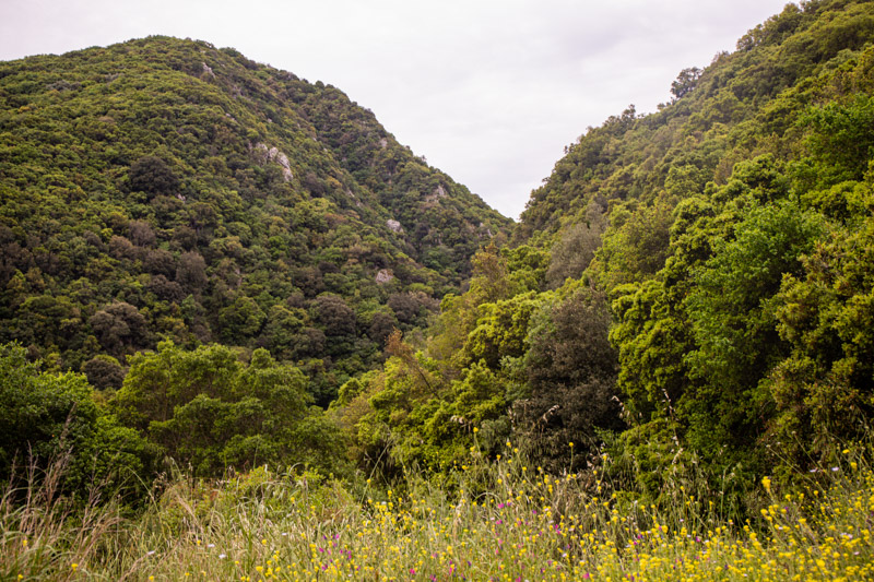 lush mountains