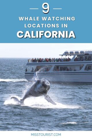 People on a ship watching a whale jumping out of water