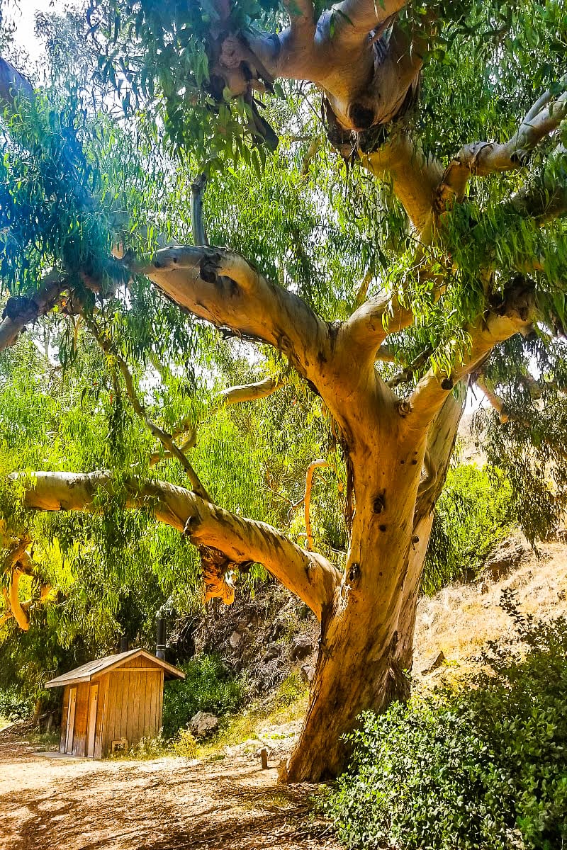 Gum tree on Channel Islands National Park, California