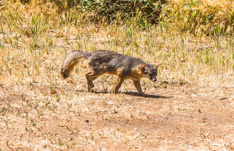 Fox on Channel Islands National Park, California