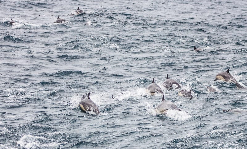 Dolphins jumping out of the water 