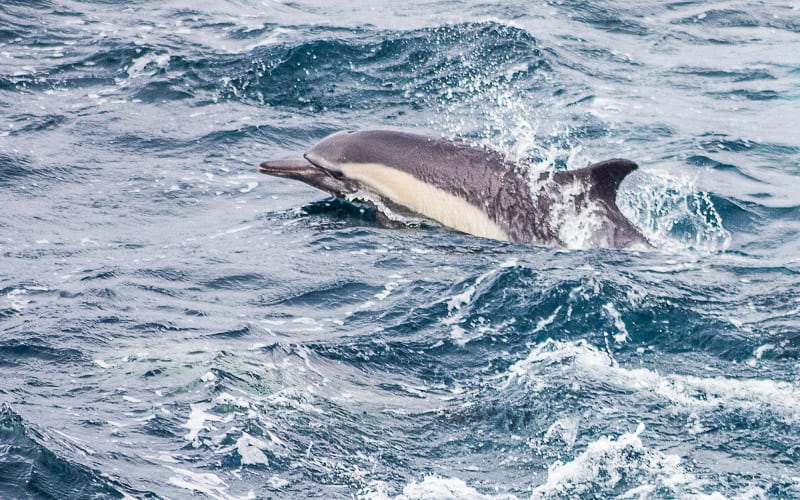 Dolphin jumpin gout of the water