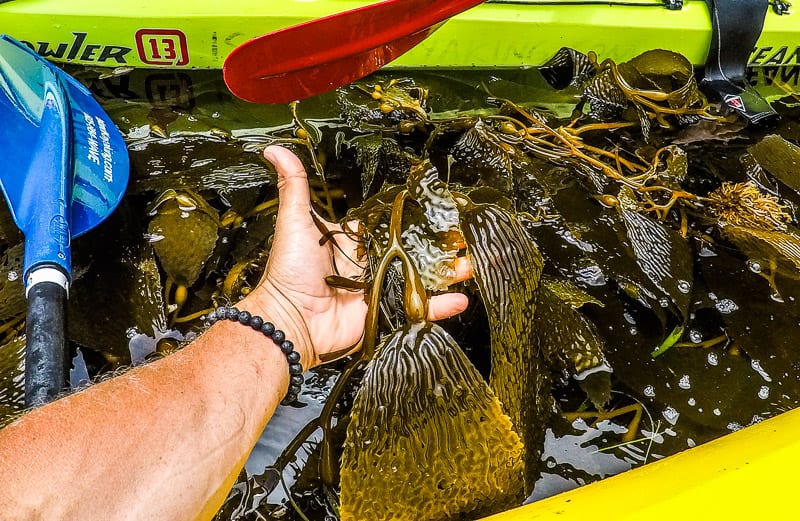 hand holding up seaweed in the water