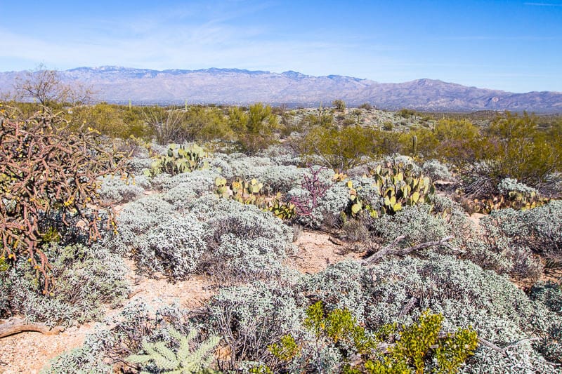 valley with desert wildflowers