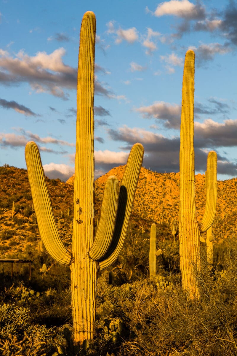 close up of cacti