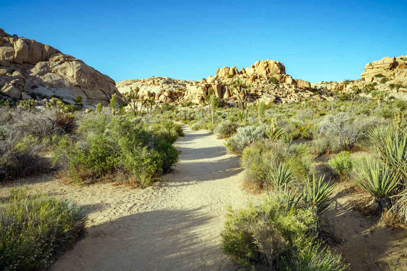 a dirt path in the middle of a desert