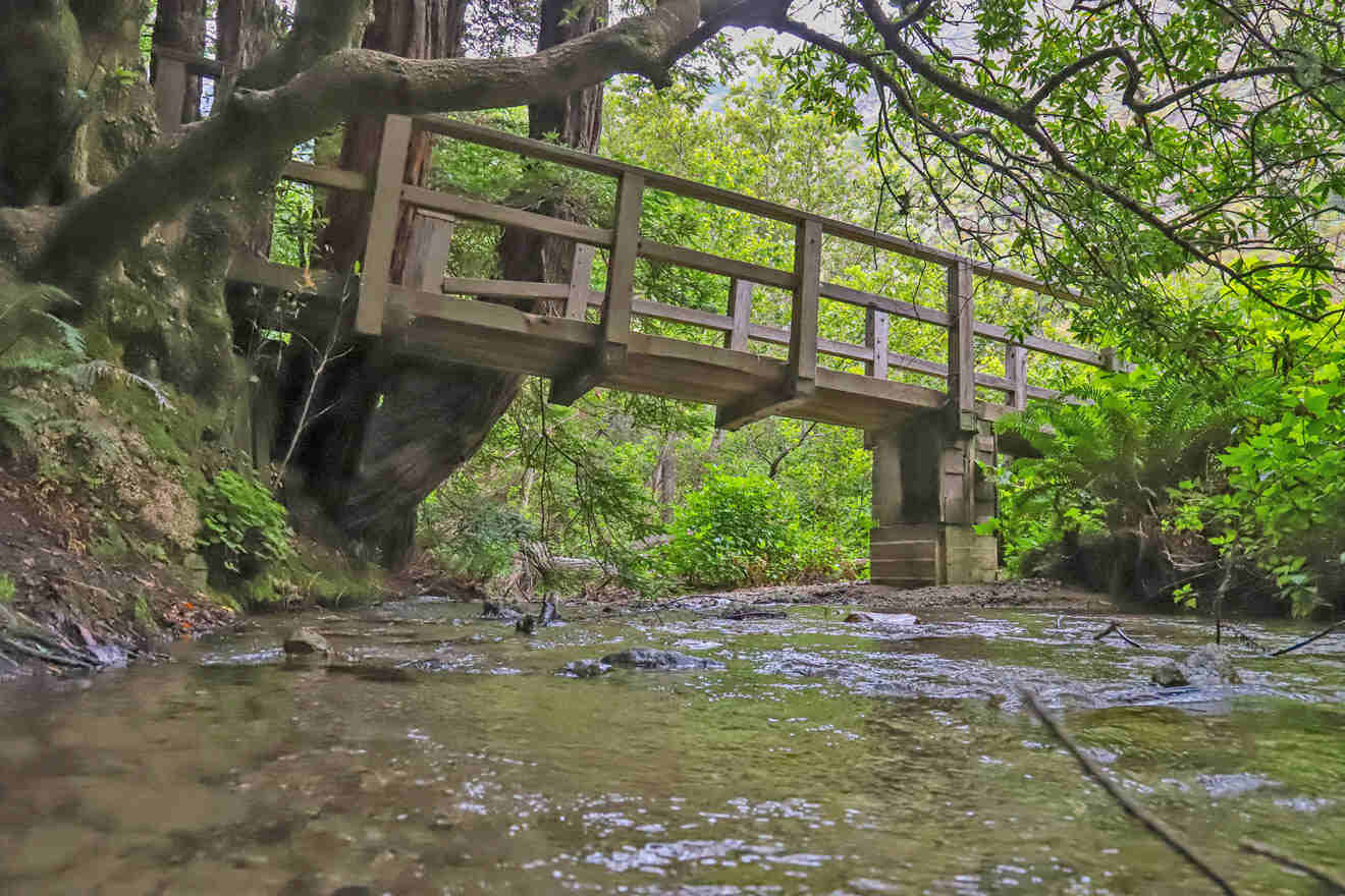 a wooden bridge over a stream in a forest