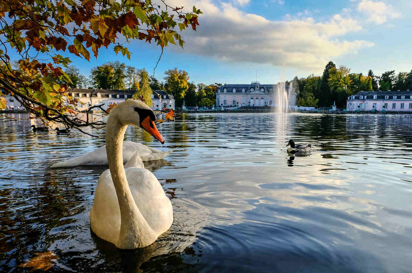 Swans in the lake in front of Scholss Benarth