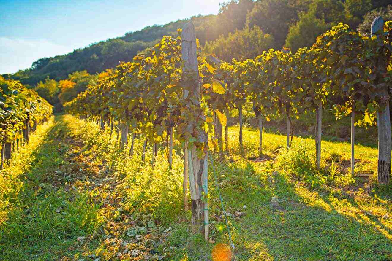 a field of vines with the sun shining on them