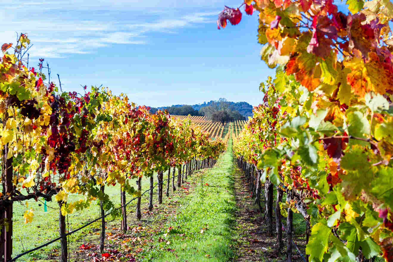 rows of vines in a vineyard with autumn foliage