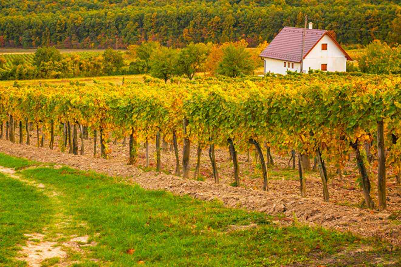 a house in the middle of a vineyard