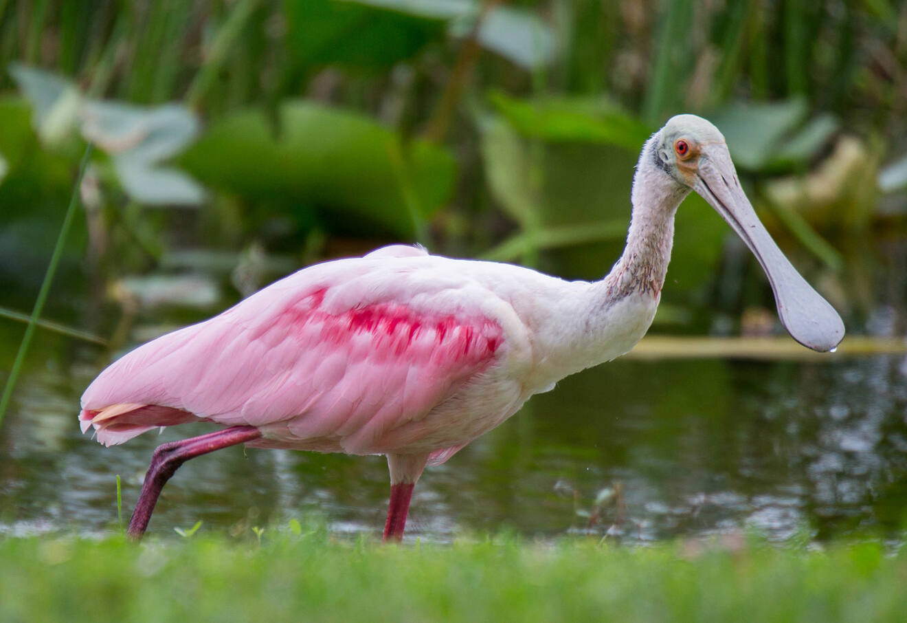 A bird in Everglades NP