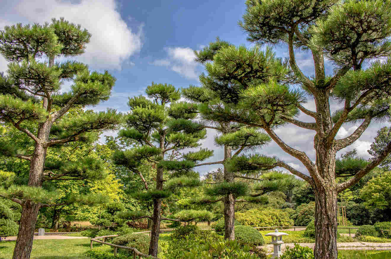 Japanese trees