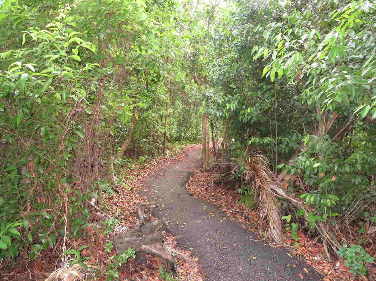 Gumbo Limbo Trail