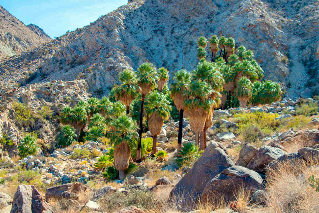 a group of palm trees in a rocky area