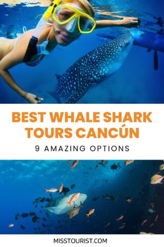 A collage of two photos: woman swimming with a whale shark and whale shark swimming among fish