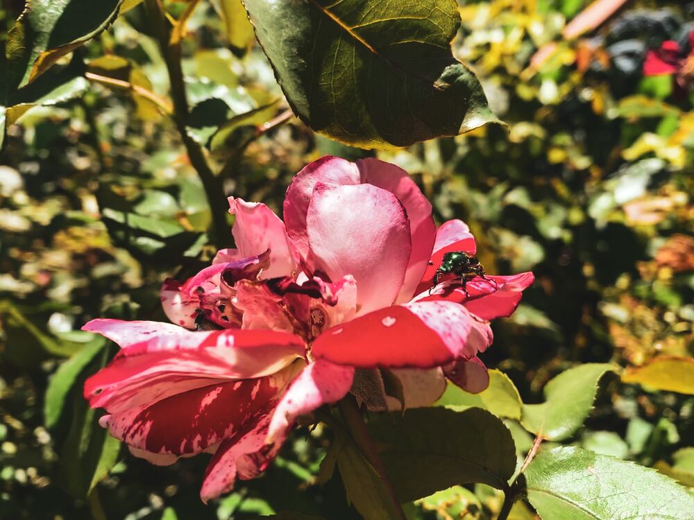 Denver Botanic Garden