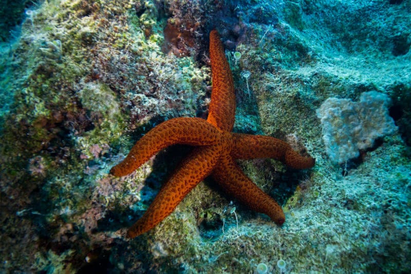 Greece Sea Star on a Wall