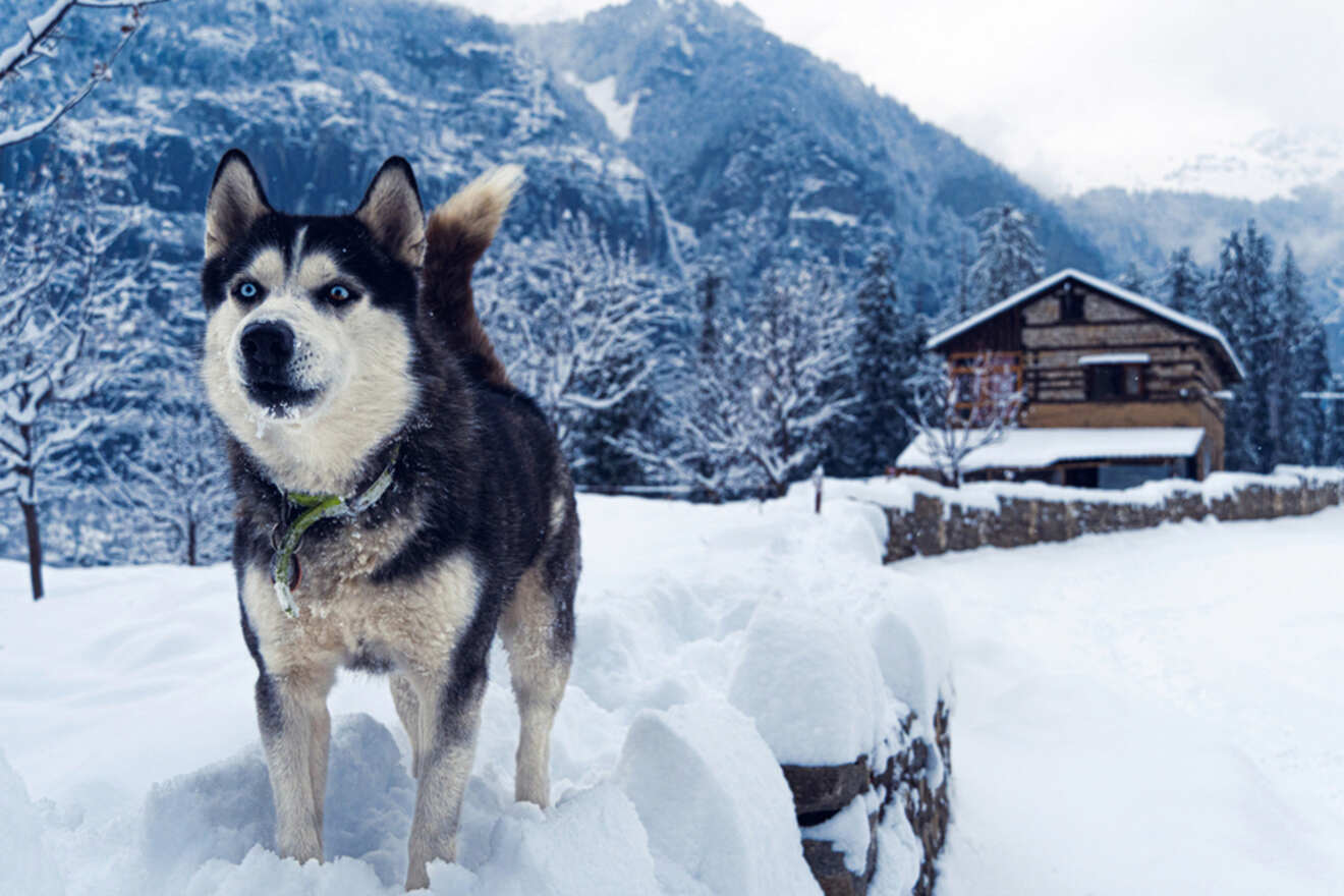 A husky in the snow