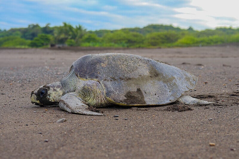 Sea Turtle on the Beach