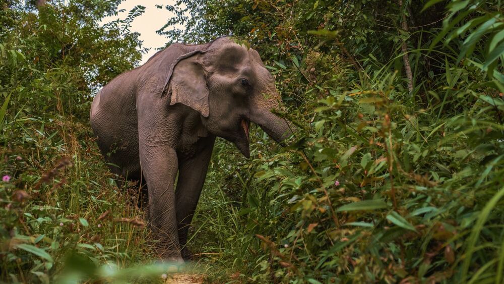 elephant sanctuary phuket