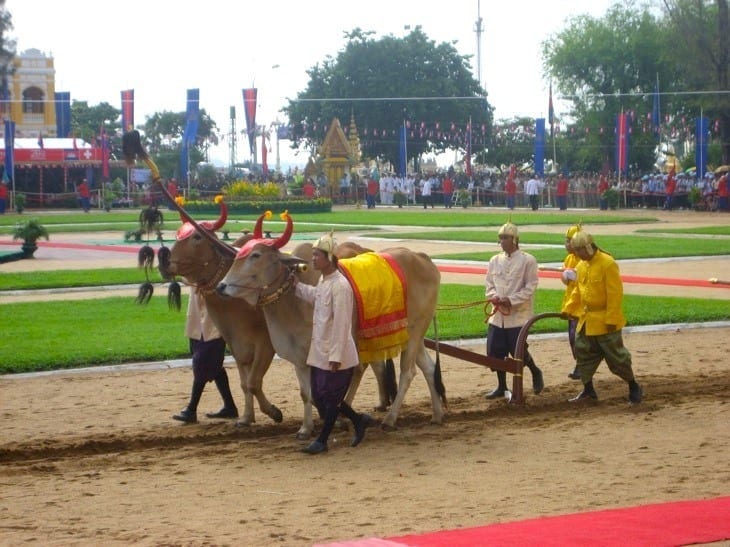 people walking animals on leashes