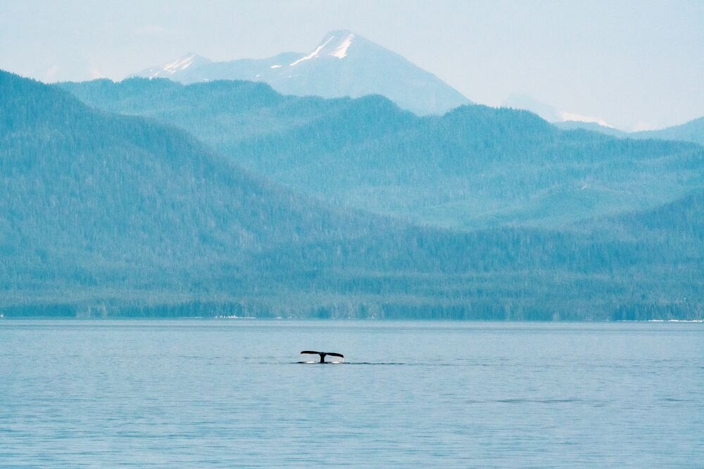 whale tail out of water