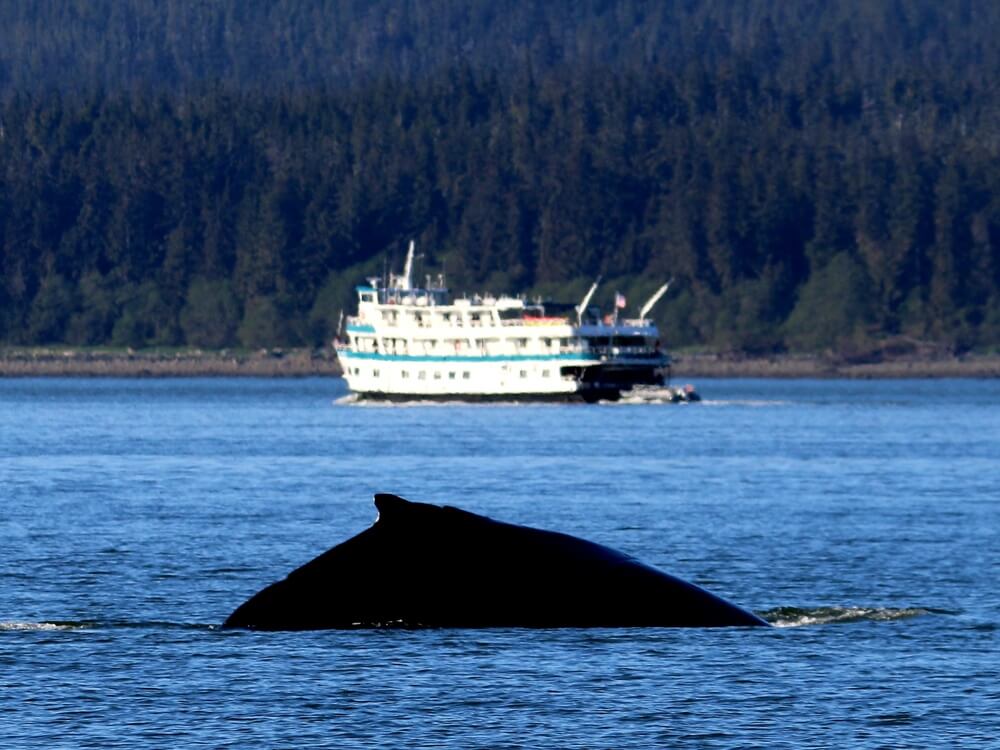 whales jumping out of water near a boat in alaska