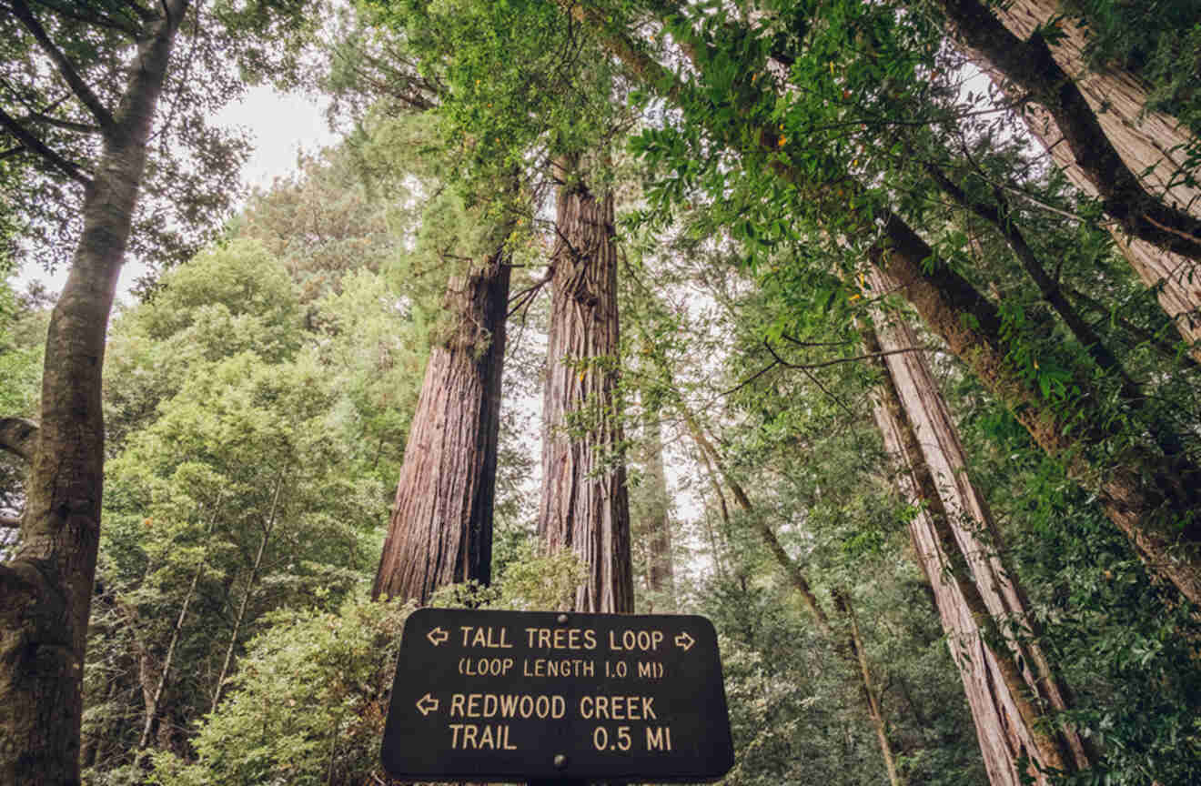 a sign showing the way to trails among tall trees