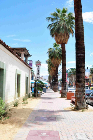 Palm trees are lined up on a sidewalk.