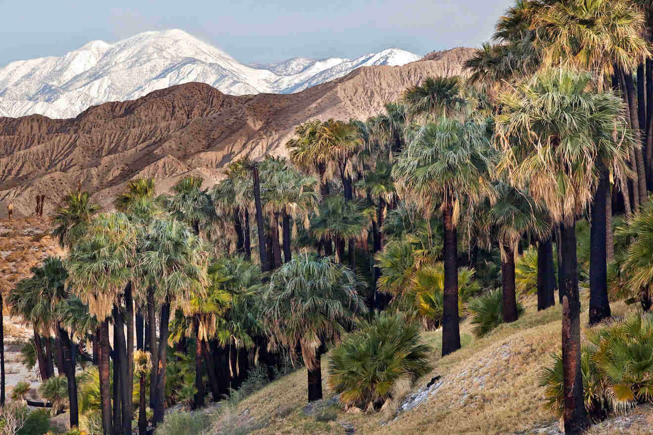 Coachella Valley Preserve