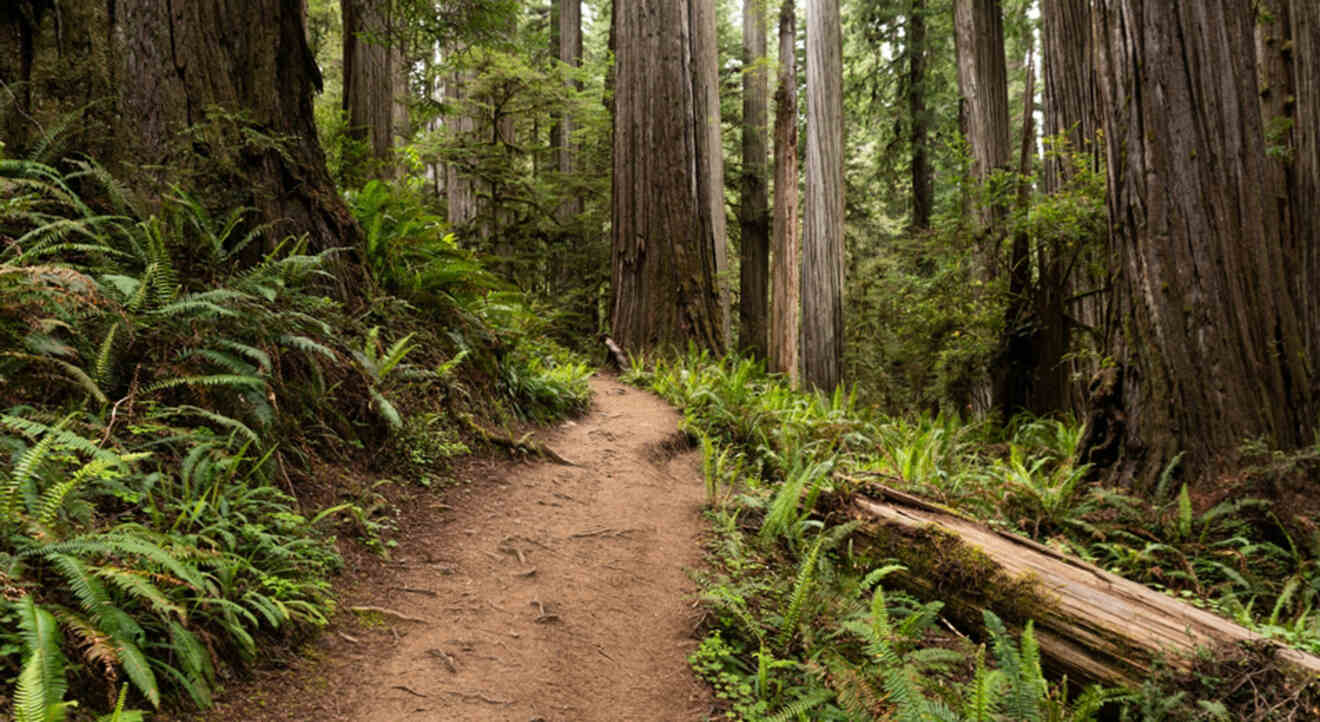 a trail among all trees